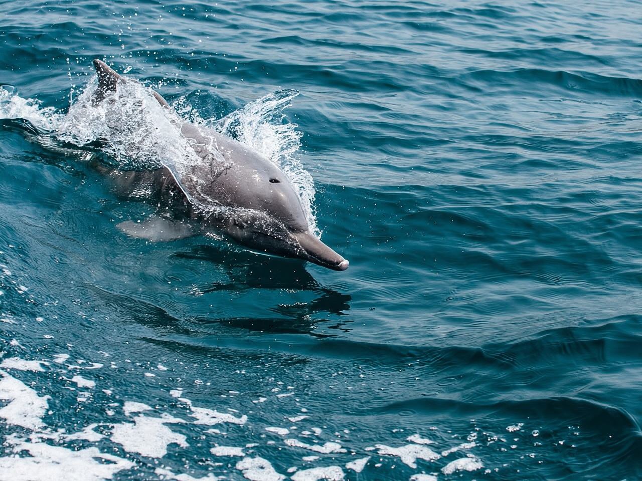From Muscat: Discover Dolphins Day Trip