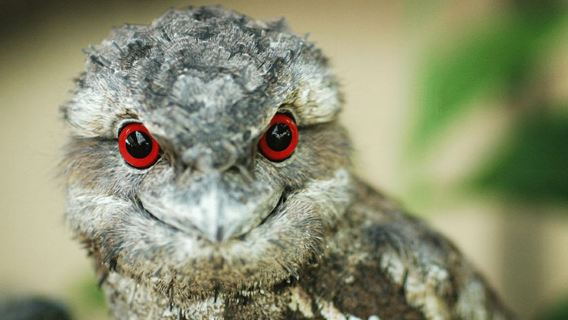 Port Douglas: Wildlife Habitat Entrance Ticket