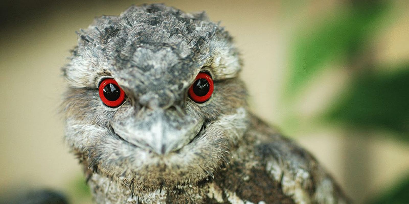 Port Douglas: Wildlife Habitat Entrance Ticket