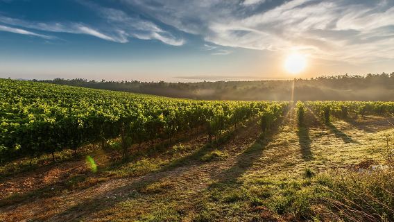 From Lake Garda: Valpolicella Wine & Lunch Guided Trip