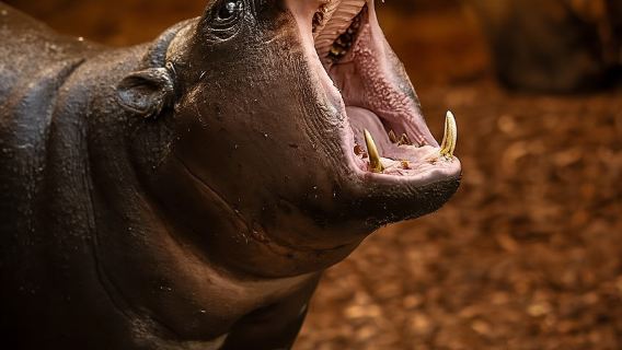 Antwerp ZOO Entry Ticket