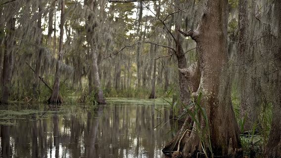 New Orleans Swamp Tour Boat Adventure