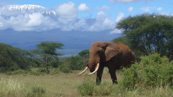 Beste Big-Five-Safari als Tagesausflug zum Ngorongoro-Krater