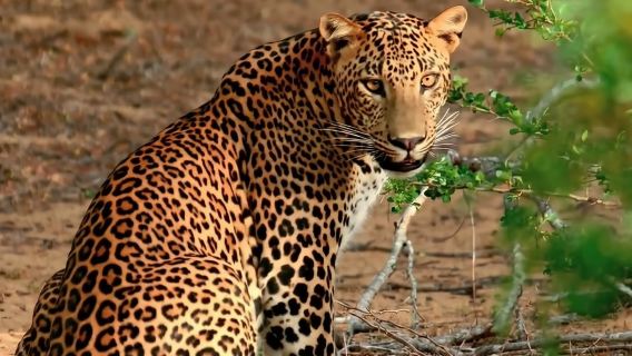 Private 1-day tour to Yala Wildlife Park in Sri Lanka