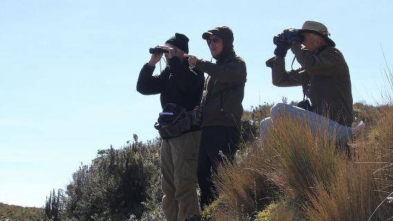 Tour di birdwatching nel Parco Nazionale Cajas da Cuenca