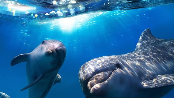 Avistamiento de delfines y ballenas de 2 horas en Gran Canaria
