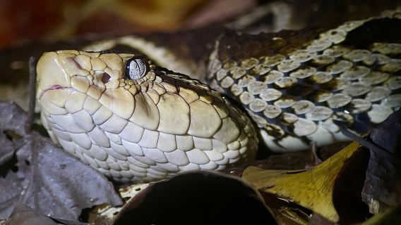 Tour notturno di Herping a Manuel Antonio (rettili e anfibi)
