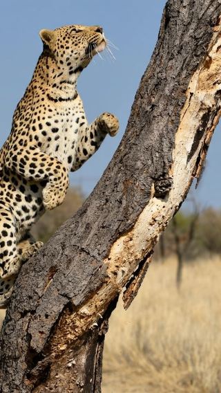 Windhoek Half-Day Safari Experience: Düsternbrook Wildlife Exploration Tour