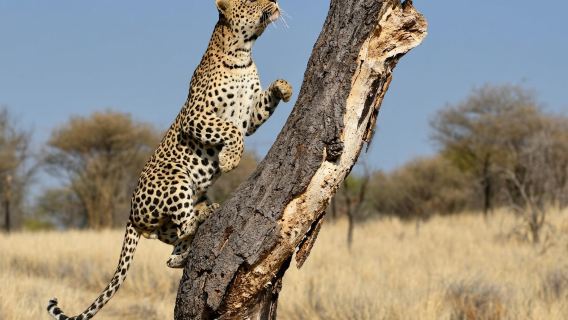 Safari d'une demi-journée au départ de Windhoek : découverte de la faune de Dustenbrook