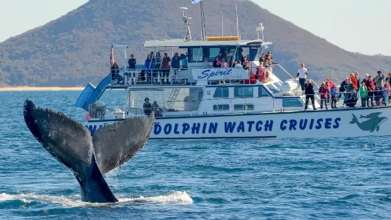 Moonshadow Whale Watching Cruise Port Stephens (Departs from Nelson Bay)