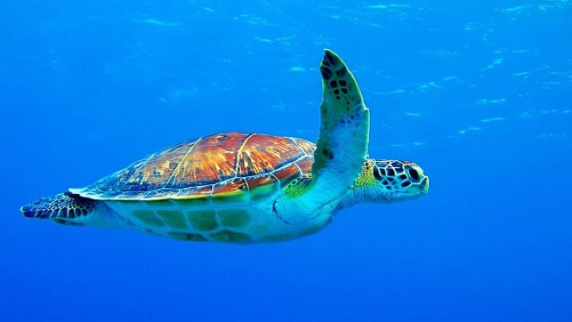 Acuario de 5 horas de snorkel, nado con delfines y tortugas marinas