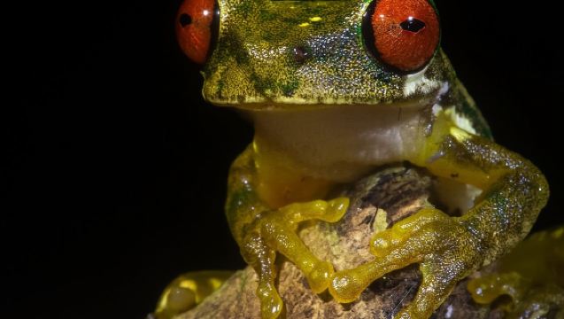 몬테베르데 커피, 초콜릿 및 야간 투어(Monteverde Coffee, Chocolate and Night Tour)