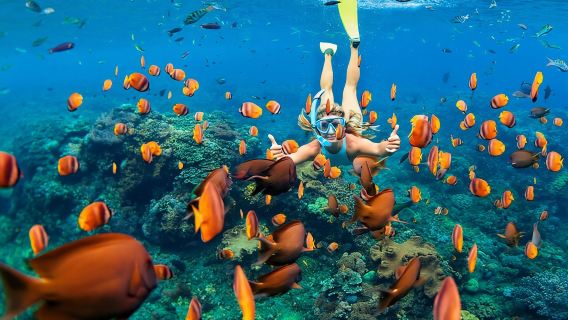 Full day Marsa Mubarak Snorkel trip with lunch from Marsa Alam