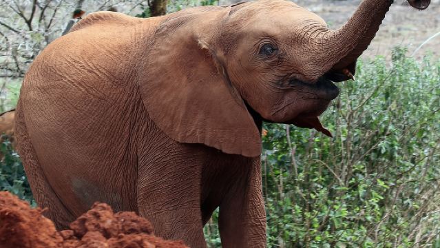 ทัวร์อุทยานแห่งชาติไนโรบี สถานเลี้ยงช้างกำพร้า และศูนย์ยีราฟ