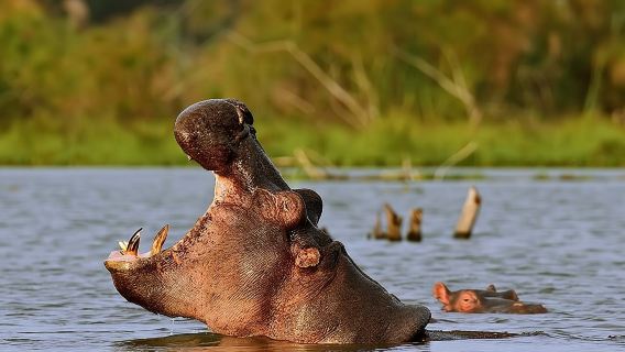 Escursione di un giorno a Hell's Gate e giro in barca sul lago Naivasha