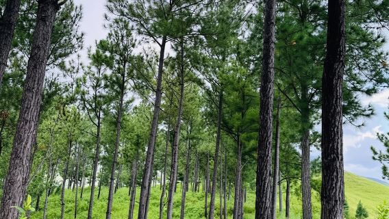 Nadi: Waterfall Tour Adventure with Refreshments and Lunch