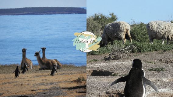 Puerto Madryn: escursione a terra a Punta Tombo per gli ospiti della crociera