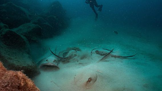 Lanzarote: แพ็คเกจดำน้ำ 2 ทริปสำหรับนักดำน้ำที่ได้รับการรับรอง