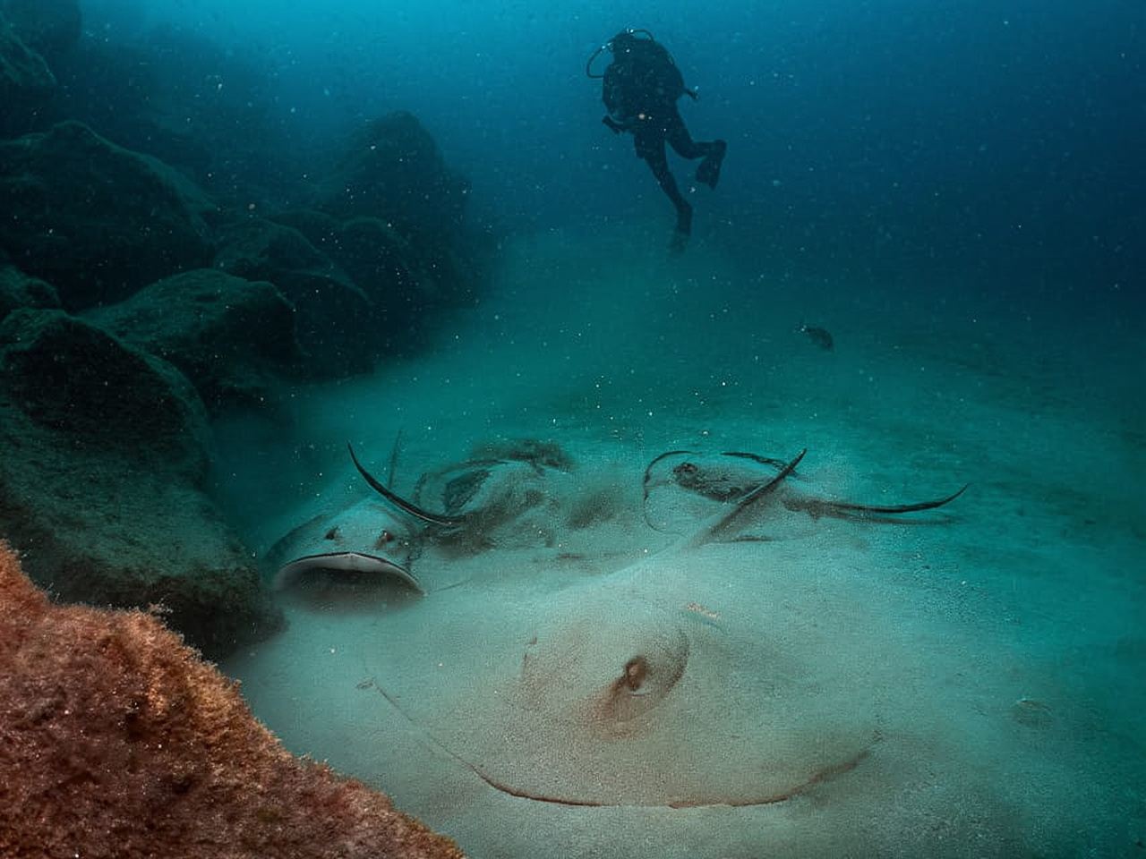 란사로테: 인증 다이버를 위한 2회 다이빙 패키지