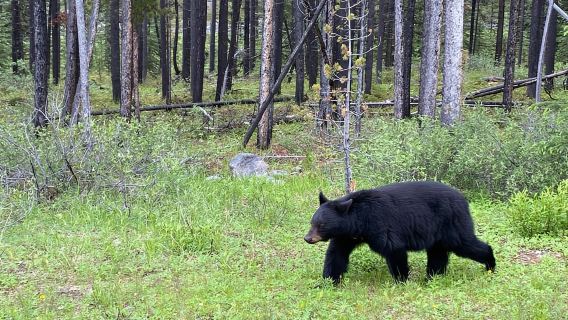 Calgary/ Banff, Lake Louise & Yoho Shared Shuttle Day Trip