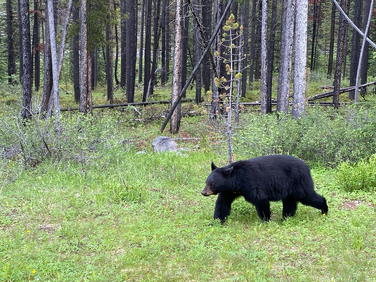 Calgary/ Banff, Lake Louise & Yoho Shared Shuttle Day Trip