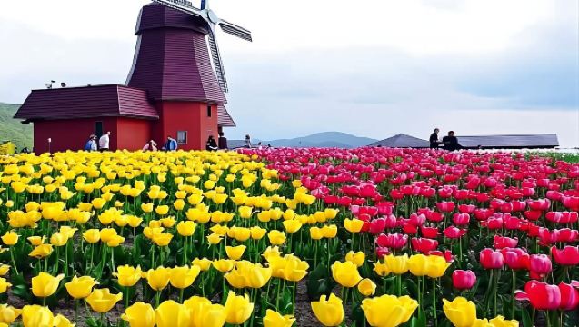 北海道花めぐりワンデーツアー：芝ざくら滝上公園＋チューリップ公園｜札幌発