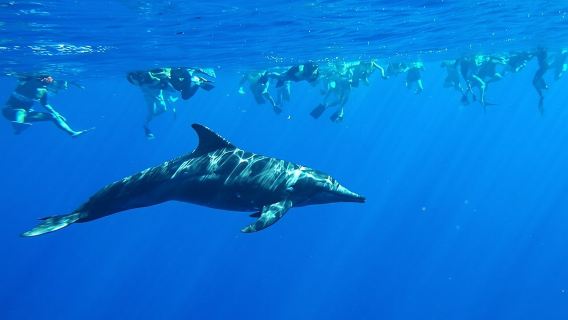 Swim with Dolphins Catamaran with Waterslide & Lunch on Oahu