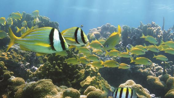 美國檀香山體驗潛水浮潛5小時【午後帆船之旅&海龜共遊浮潛體驗9375】