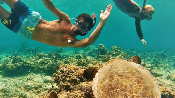 เกาะโออาฮูเซอร์เคิล: ดำน้ำตื้นกับเต่าทะเลและสำรวจหาดเต่า