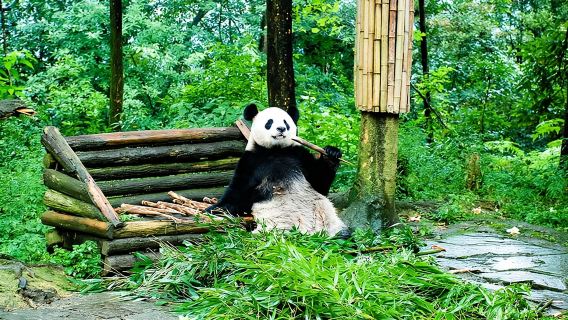 Giant Panda and Leshan Buddha Day Trip from Chengdu