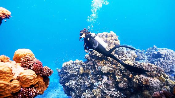 Excursion d'une journée à Hurghada en Égypte pour la plongée en mer Rouge avec possibilité de nager avec les dauphins, snorkeling à l'île Paradis, visite de l'île Orange et plongée sous-marine