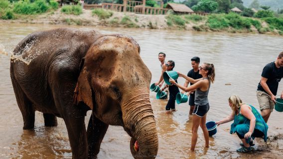 excursión de un día al Parque Natural de Elefantes de Chiang Mai / Guía en inglés / Almuerzo incluido / Traslado / Juego con elefantes