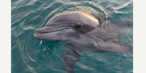BIG FUN 海豚郵輪與海洋生物體驗 阿拉巴馬州橘子海灘