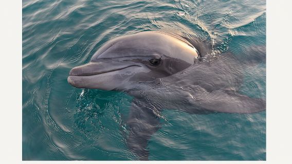 BIG FUN Dolphin Cruise & Sealife Experiece ORANGE BEACH ALABAMA
