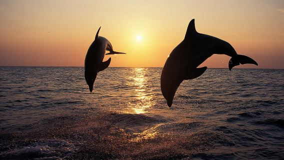 Lawatan Menonton Dolphin – 85% Peluang – Minuman & Makan Malam Termasuk