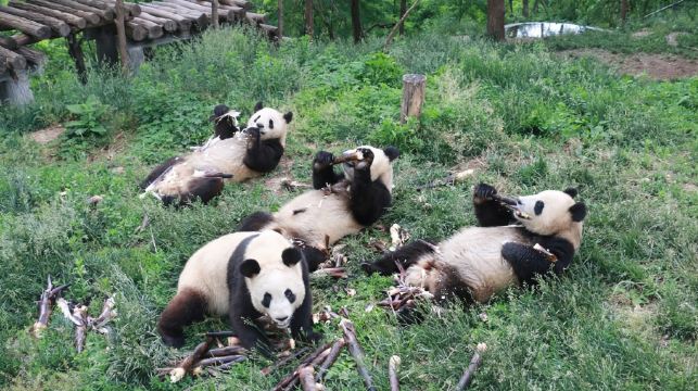 秦嶺野生動物園+秦嶺四寶科學公園一日遊【雙園萌寵，小車出行】