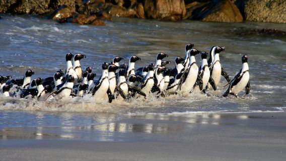 เคปทาวน์: ตั๋วเข้าชมแหลมกู๊ดโฮปและอาณานิคมเพนกวิน