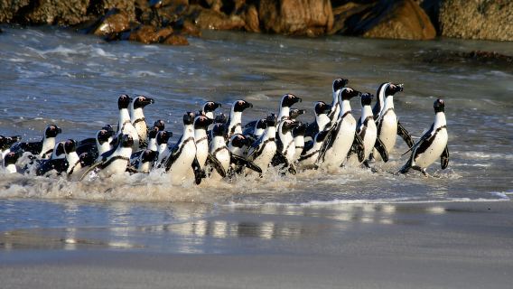 Cape Town: Cape of Good Hope & Penguin Colony Entry Ticket