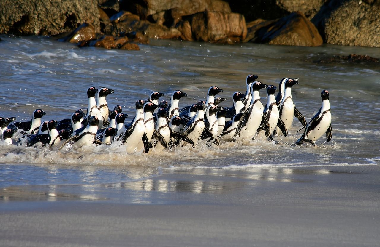 Città del Capo: biglietto d'ingresso al Capo di Buona Speranza e alla colonia di pinguini