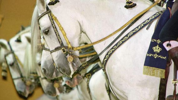 Da Siviglia: tour di Jerez con spettacolo equestre e degustazione di vini