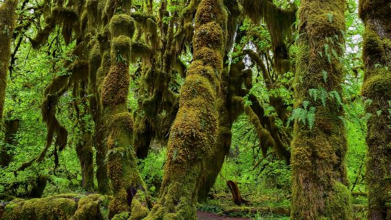 Taman Nasional Olimpiade: Tur Hutan Hujan Hoh dan Pantai Rialto