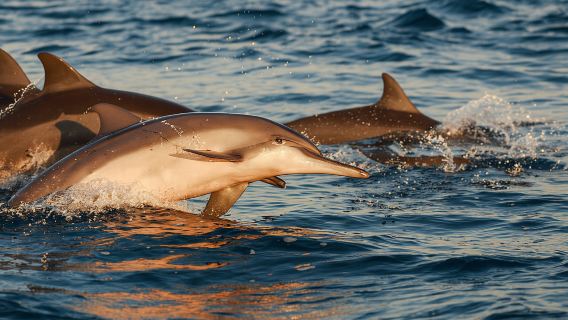Tur Lumba-lumba – Peluang 85% - Semua termasuk Minuman + Makan Malam