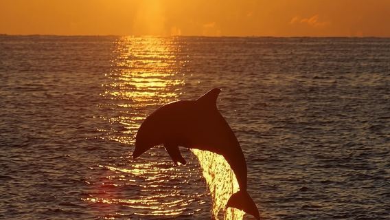 Hilton Head Sunset Dolphin Watching Cruise