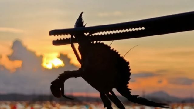 Shantou Nan'ao Island Shen'ao Bay Seafood Foraging Experience [Crab Fishing + Full Set of Foraging Tools Provided + Free Processing at Designated Restaurants]