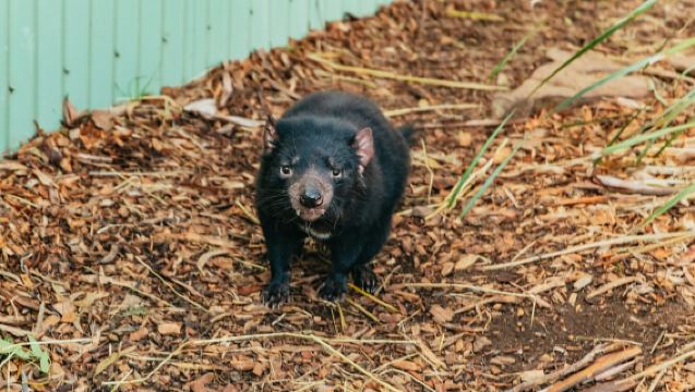 Hobart: Mt Wellington, Mt Field, Bonorong and Richmond Trip