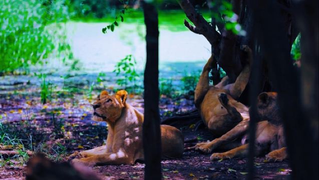 Premium Small Group: 1-Day Tour to Safari World Bangkok|Ticket included|Transfer Included|Optional meals included