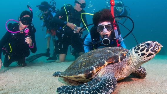Puerto Vallarta Undersea Private Scuba Diving