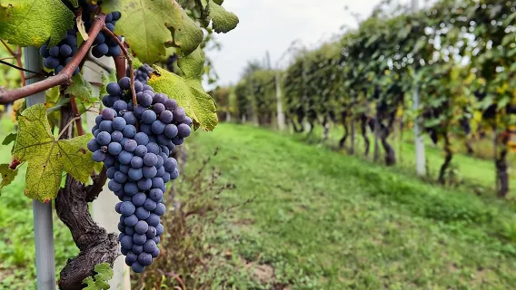 Sonoma Wine Tour con 2 degustazioni incluse, mezza giornata per piccoli gruppi