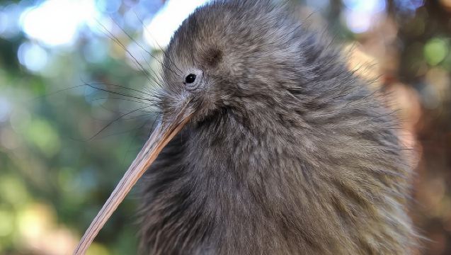 Rotorua and Waitomo Caves Day Trip from Auckland -Smaller Groups