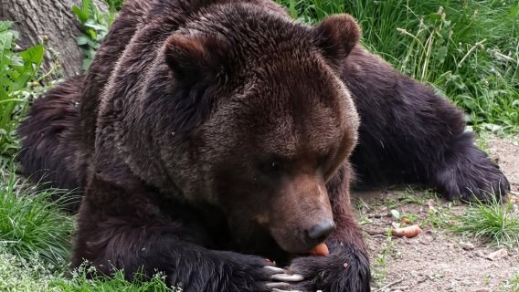 Brasov: Bear Sanctuary, Bran Castle & Rasnov Fortress GUIDED Tour